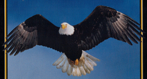 picture of eagle in flight