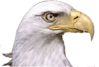 picture of bald eagle head facing east